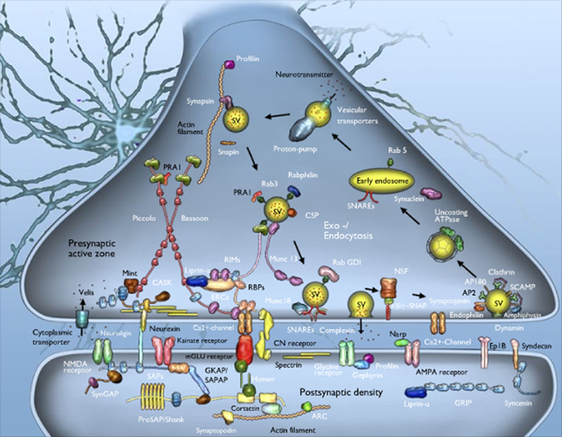 Cartoon of proteins in a synapse.